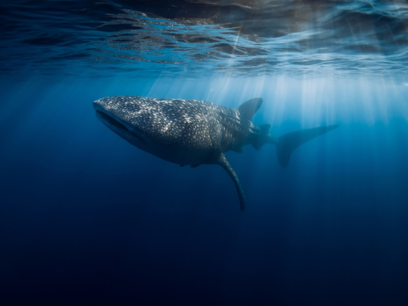 AQUA EXPEDITIONS LUXURY CRUISE: AQUA BLU (BALI - KOMODO) — 15